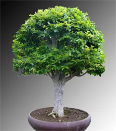 Syzygium