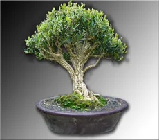 Buxus Harlandi