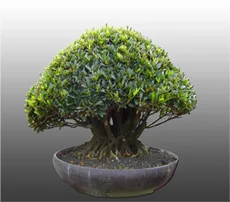 Azalea