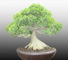 Ficus
