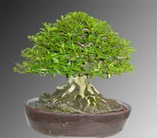 Serissa