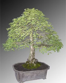 Tamarine (Tamarind)