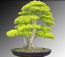 Duranta