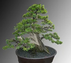 Juniperus