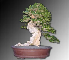 Cudrania