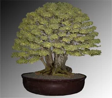 Ligustrum Variegata