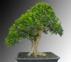 Murraya (M. paniculata)