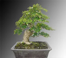 Carmona (Fukien-tea)