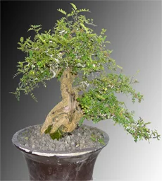 Zanthoxylum