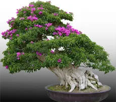 Bougainvillea