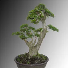 Ulmus (Elm/Zelkova)
