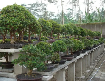 Bonsai growing rows at our Semarang nursery